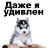 Puppies 7