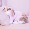Orthur le lapin