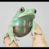 Frogs and toads 12