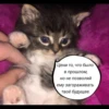 quotescats 8
