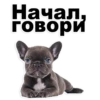 Puppies 8