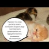 quotescats 9