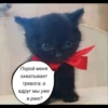 quotescats 10