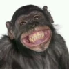 MONKEY 10