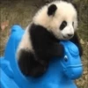 Panda 7