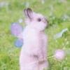 sOft rabbit 11