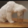 Cat moods’ 7