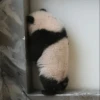 Panda 8