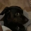 Pissed dog 5