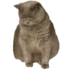pug_leonid 12