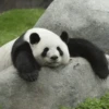 Panda 9