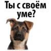 Puppies 9