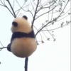 Panda 10