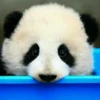 Panda 11