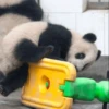 Panda 12