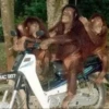 MONKEY 12
