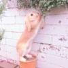 sOft rabbit 12