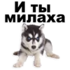 Puppies 10