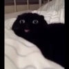 Cat moods’ 8