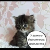 quotescats 11