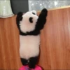 Panda 13