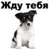 Puppies 11