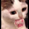 Cat moods’ 9