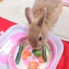 sOft rabbit 13