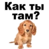 Puppies 13