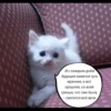 quotescats 12