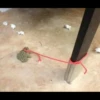 Frogs and toads 14