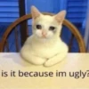 Cat moods’ 10