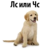 Puppies 14