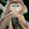 MONKEY 14