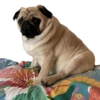 pug_leonid 15