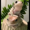 Frogs and toads 15