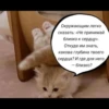 quotescats 13