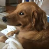 Pissed dog 7