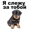 Puppies 16