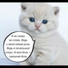 quotescats 14