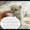 quotescats 15