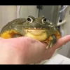 Frogs and toads 16