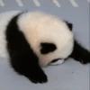 Panda 14