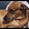 Pissed dog 9