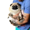 pug_leonid 18
