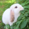 sOft rabbit 16