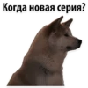 Puppies 17