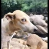 Pissed dog 10