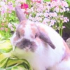 sOft rabbit 17