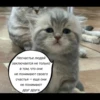 quotescats 16